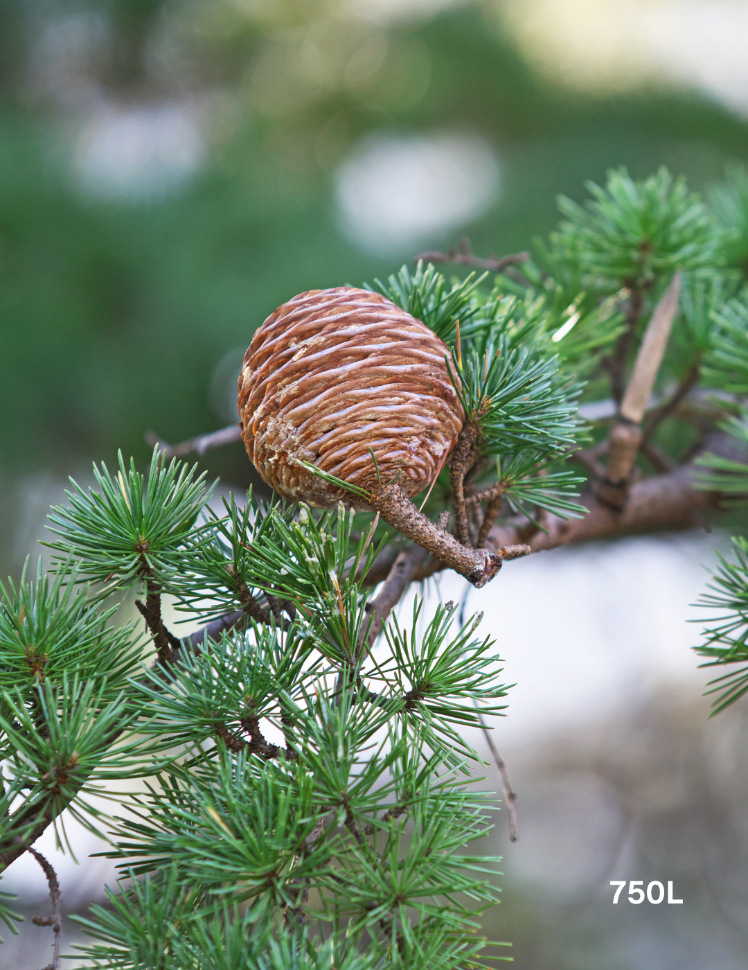 Cedrus deodara - Evergreen Trees Direct