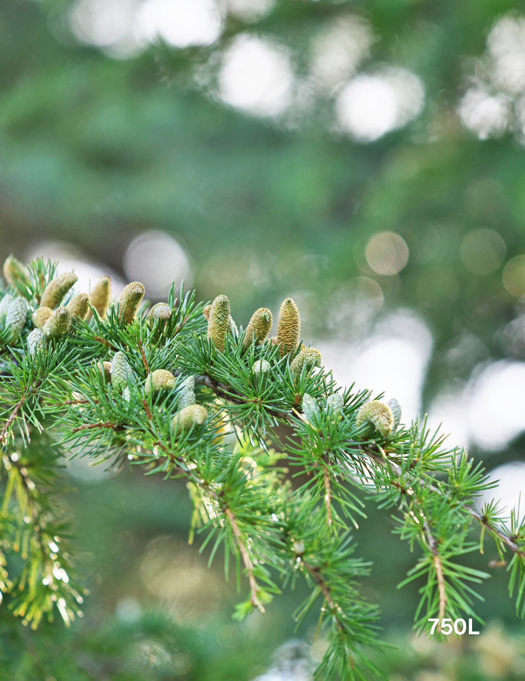 Cedrus deodara - Evergreen Trees Direct