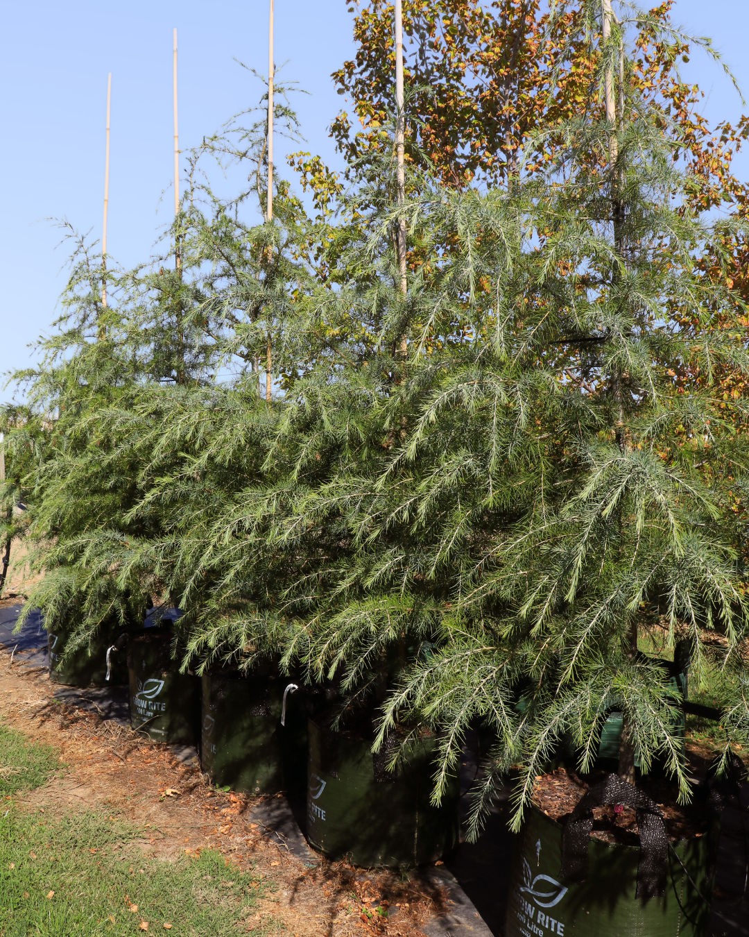 Cedrus deodara