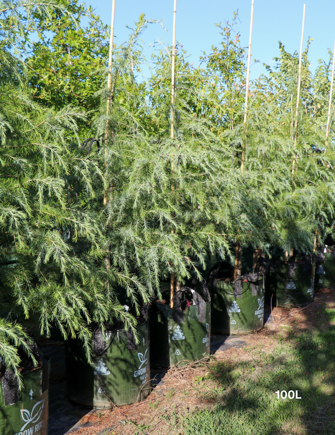 Cedrus deodara - Evergreen Trees Direct