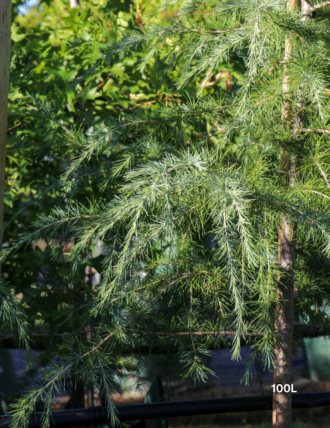 Cedrus deodara - Evergreen Trees Direct