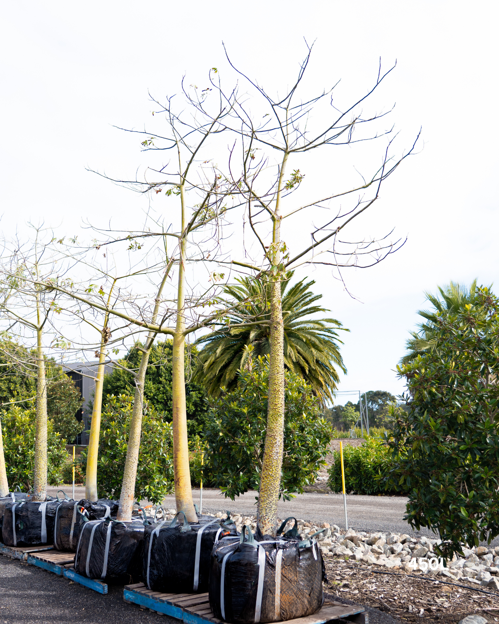Ceiba speciosa – Silk Floss Tree