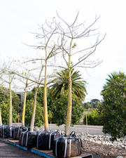 Ceiba speciosa – Silk Floss Tree