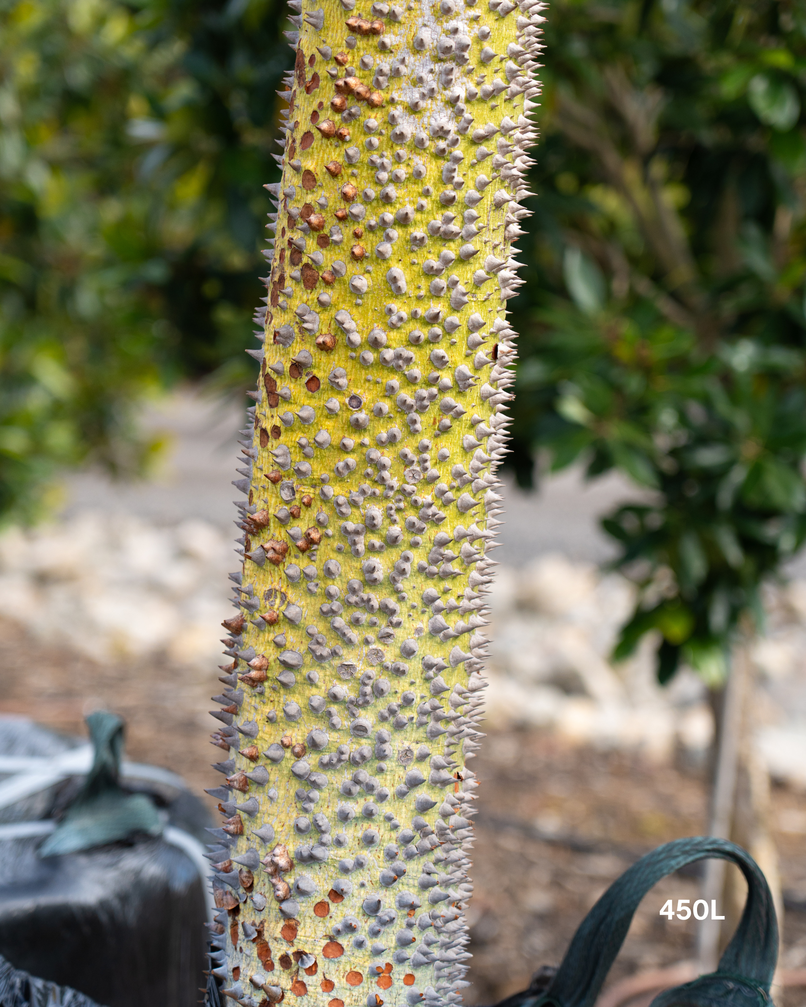 Ceiba speciosa – Silk Floss Tree