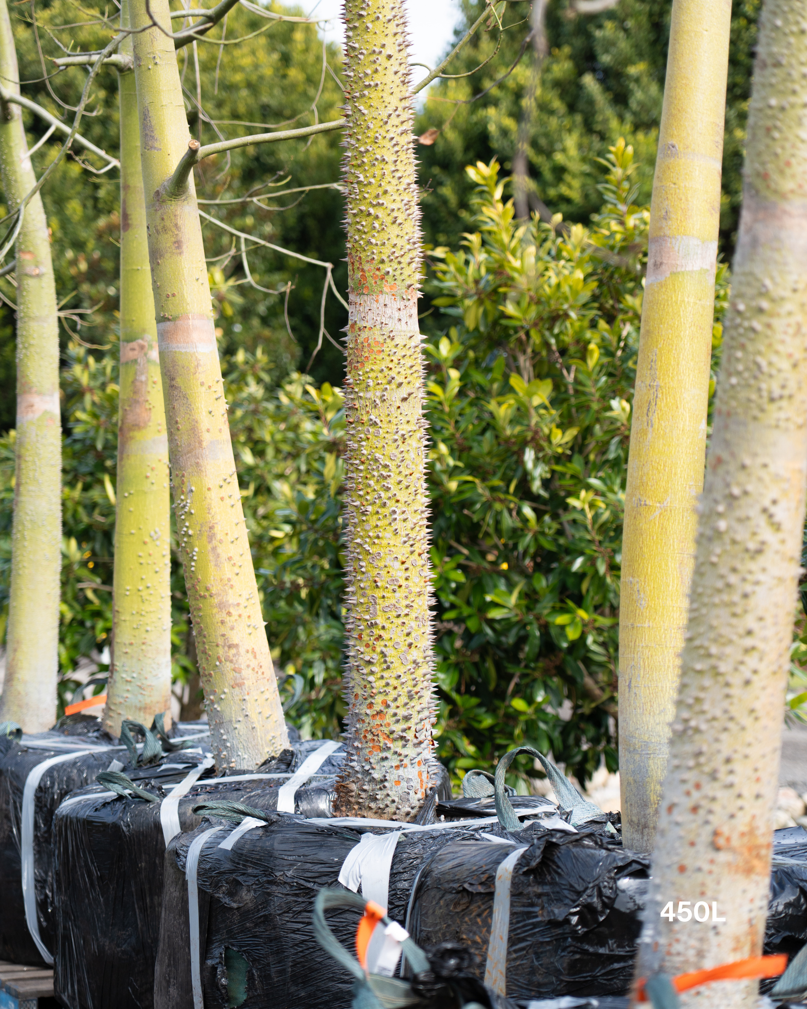 Ceiba speciosa – Silk Floss Tree