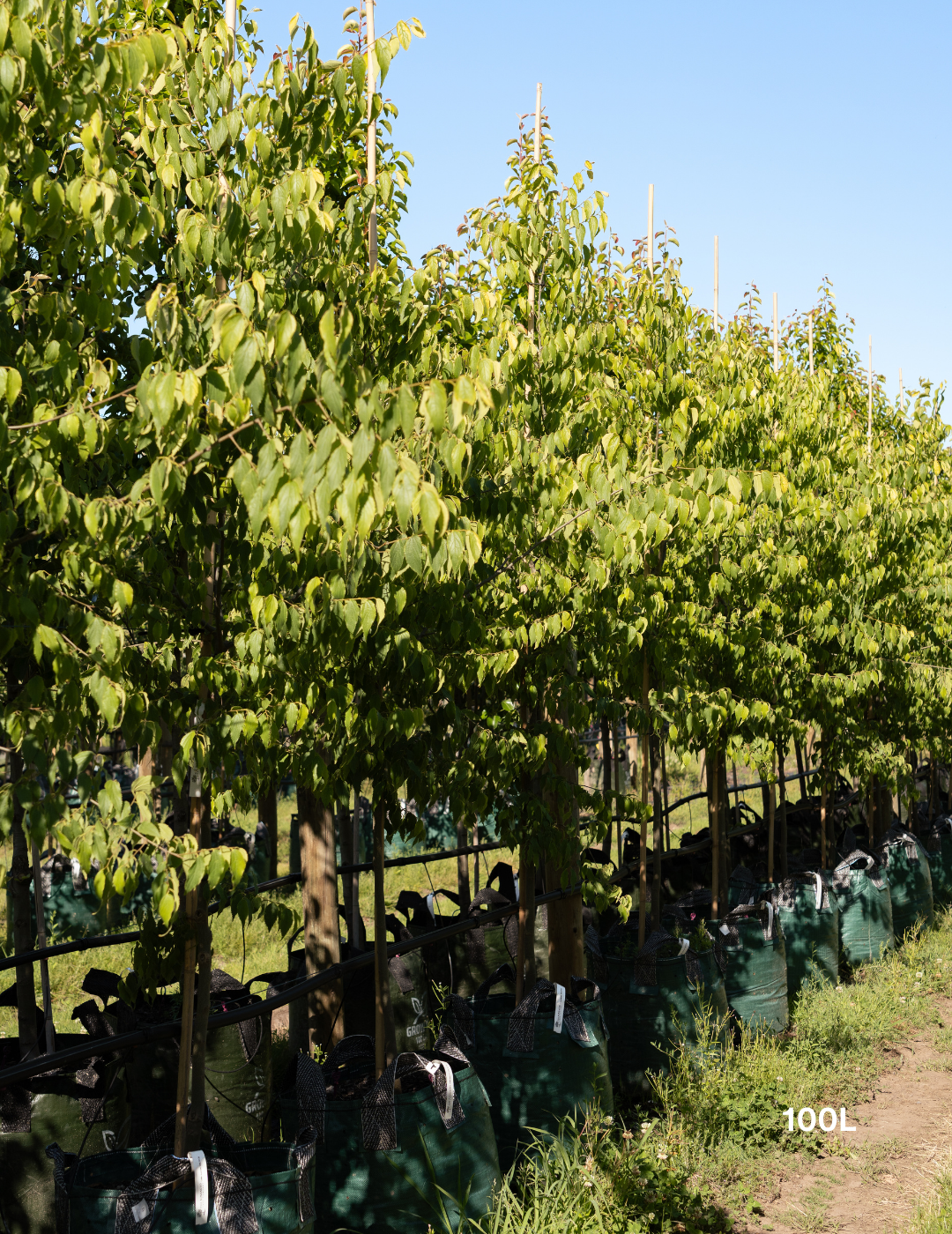Celtis australis - Evergreen Trees Direct