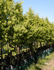 Celtis australis - Evergreen Trees Direct