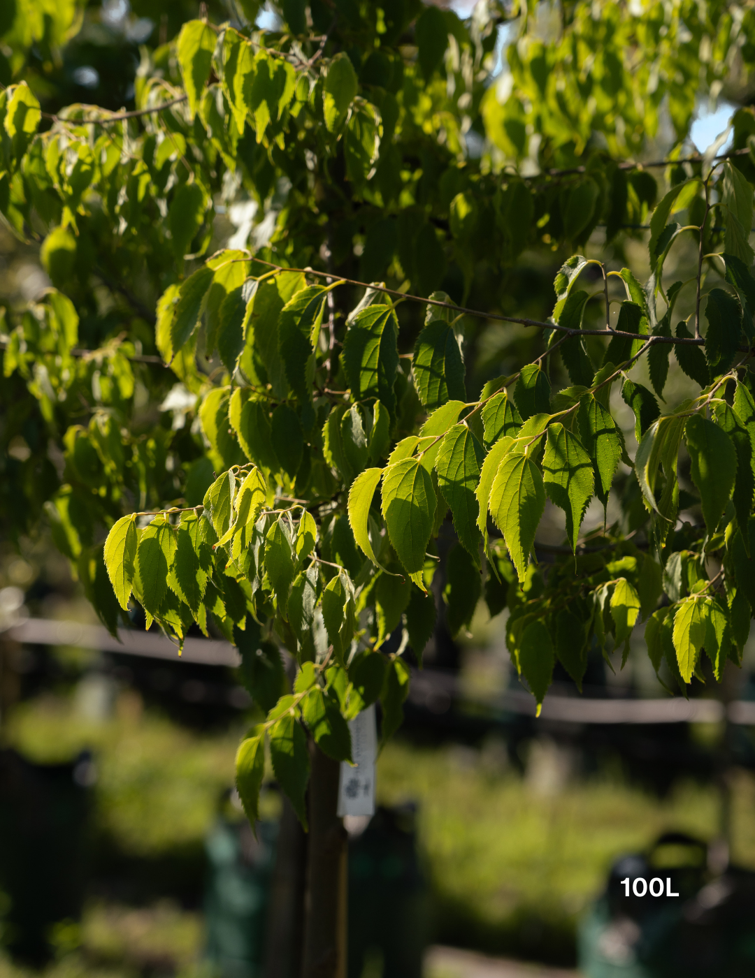 Celtis australis - Evergreen Trees Direct