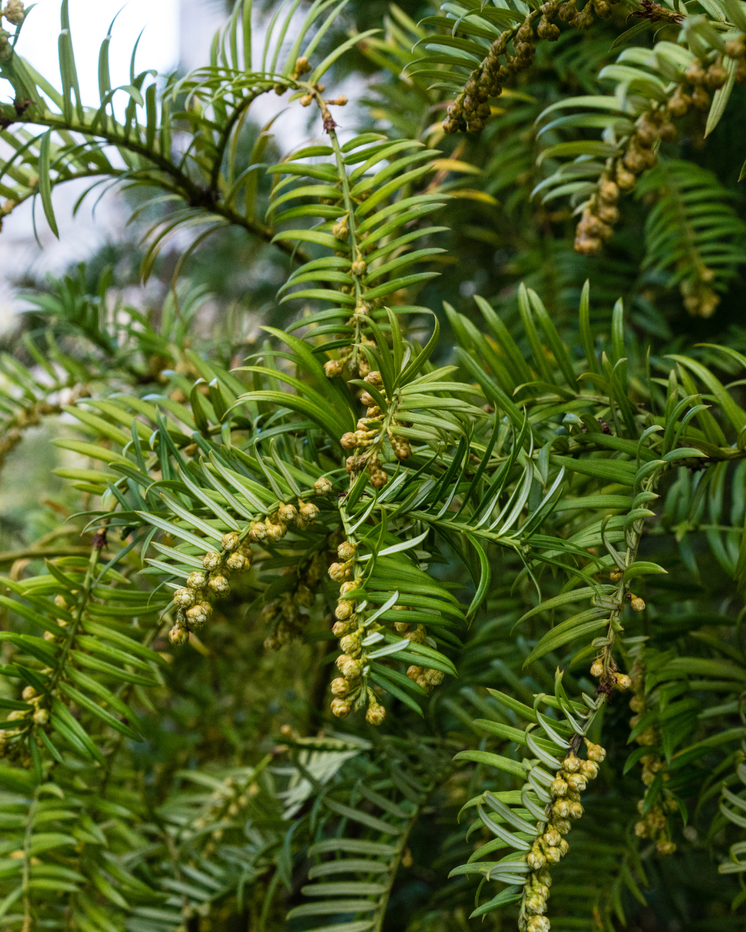 Evergreen Trees Direct