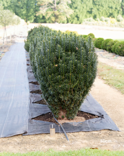 Cephalotaxus harringtonia 'Fastigiata' Plum Yew