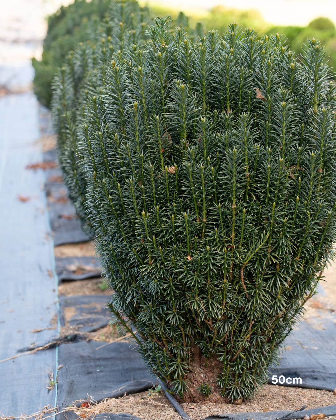 Cephalotaxus harringtonia 'Fastigiata' Plum Yew