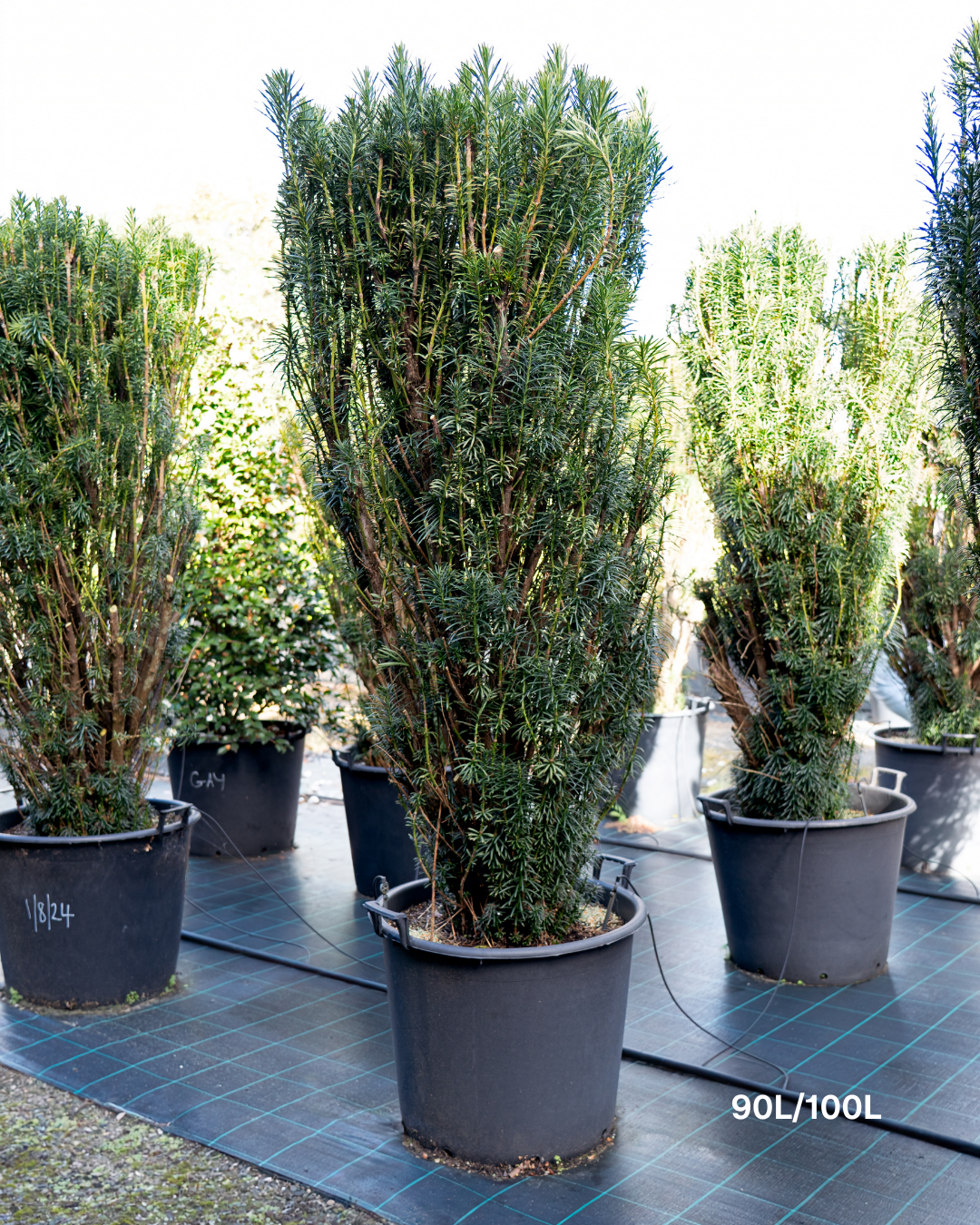Cephalotaxus harringtonia 'Fastigiata' Plum Yew