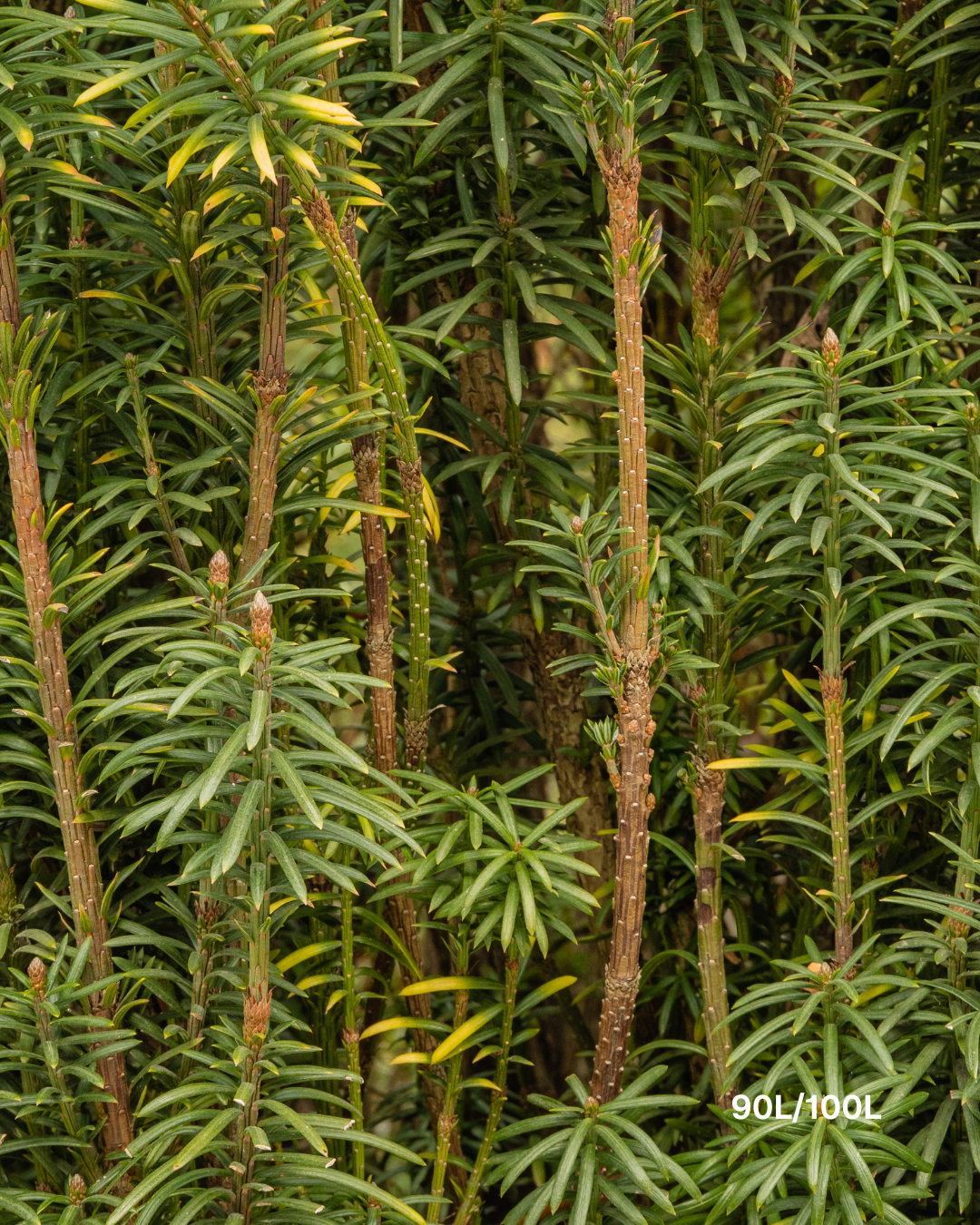 Cephalotaxus harringtonia 'Fastigiata' Plum Yew
