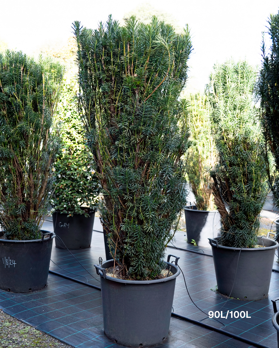 Cephalotaxus harringtonia 'Fastigiata' Plum Yew