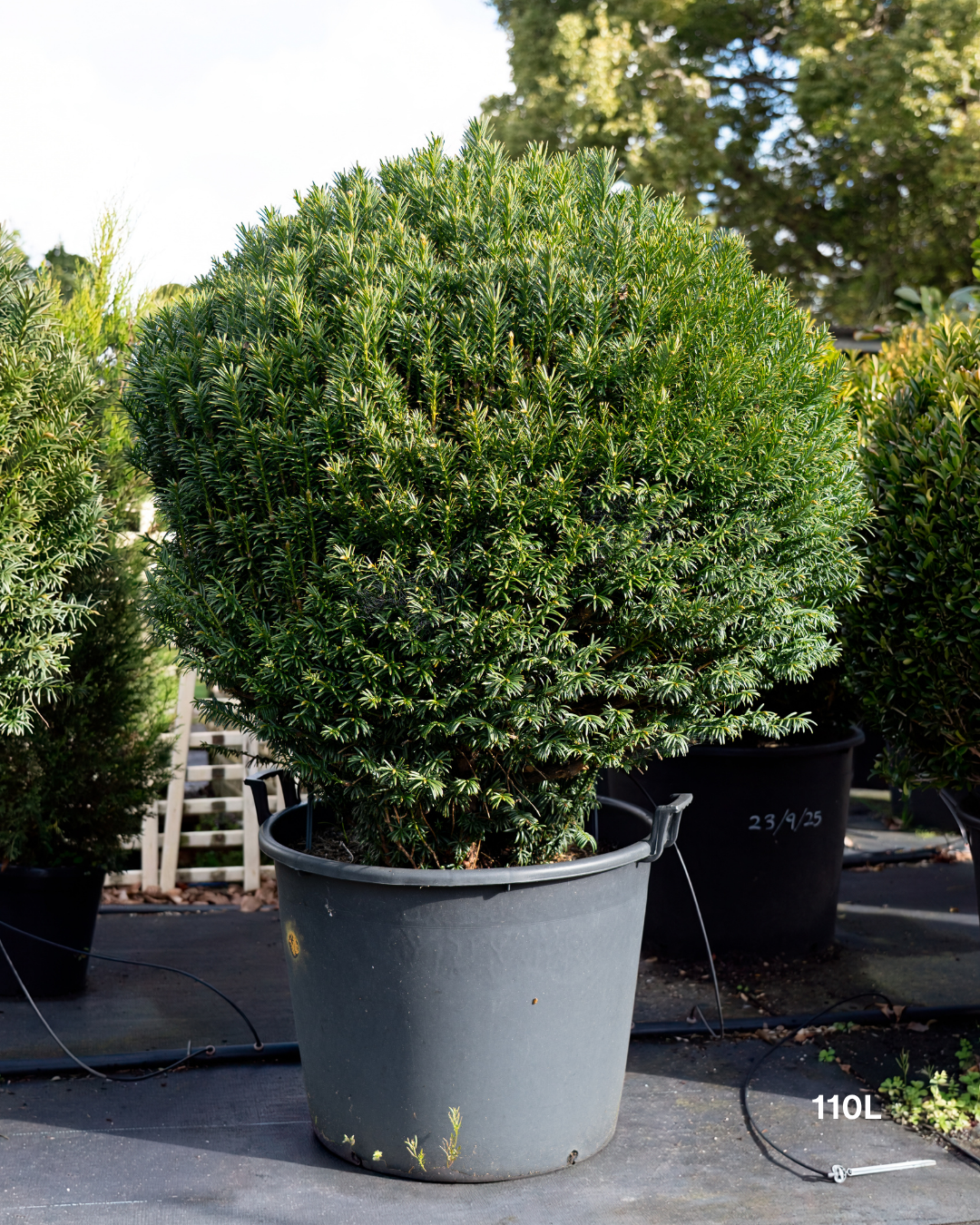 Cephalotaxus harringtonia 'Fastigiata' Plum Yew