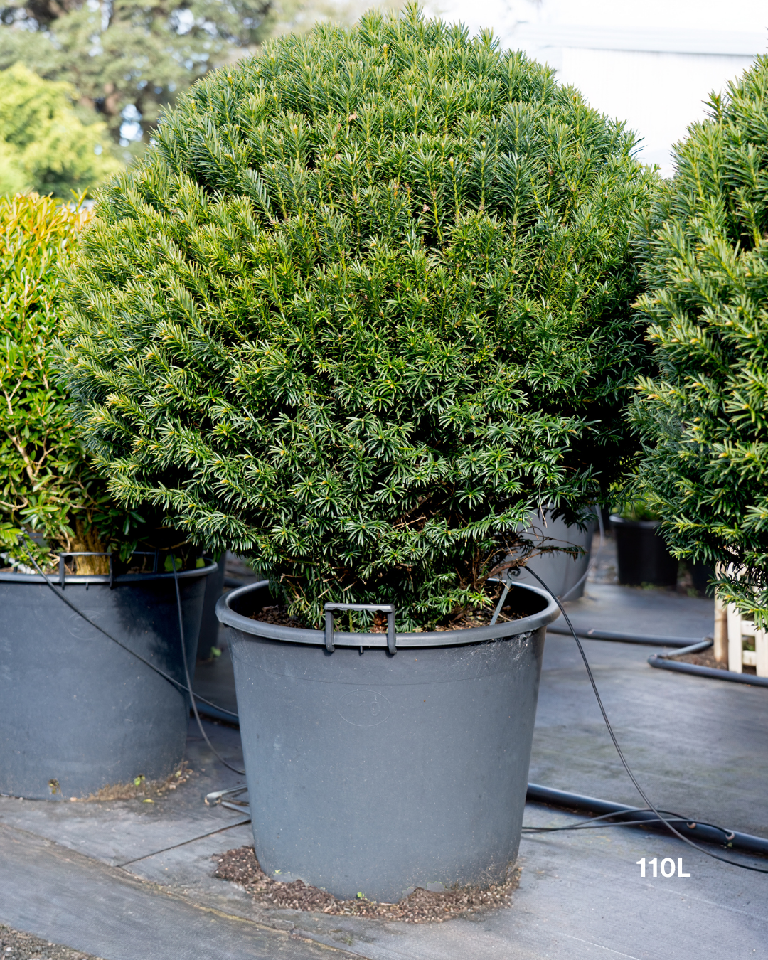 Cephalotaxus harringtonia 'Fastigiata' Plum Yew