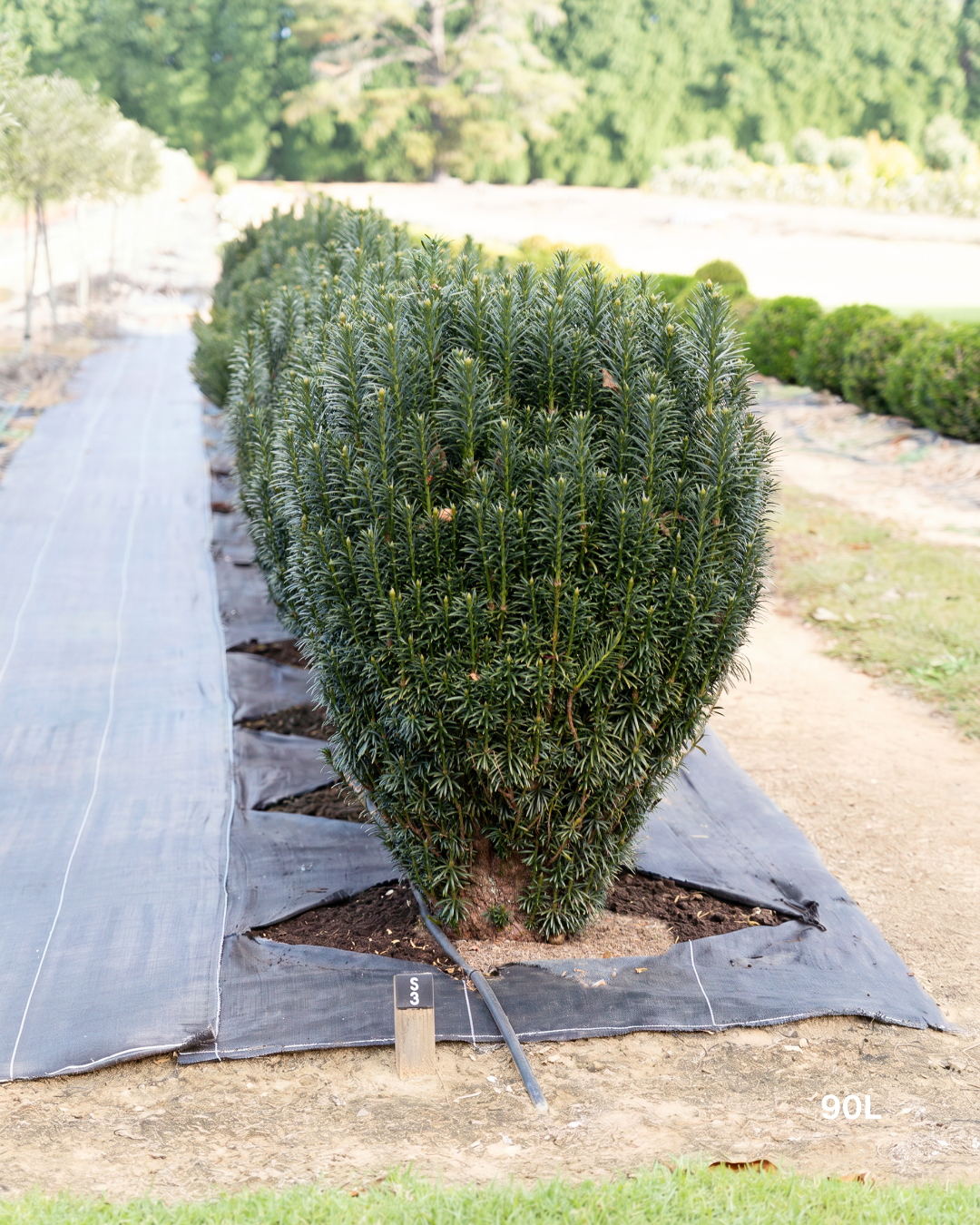 Cephalotaxus harringtonia 'Fastigiata' Plum Yew