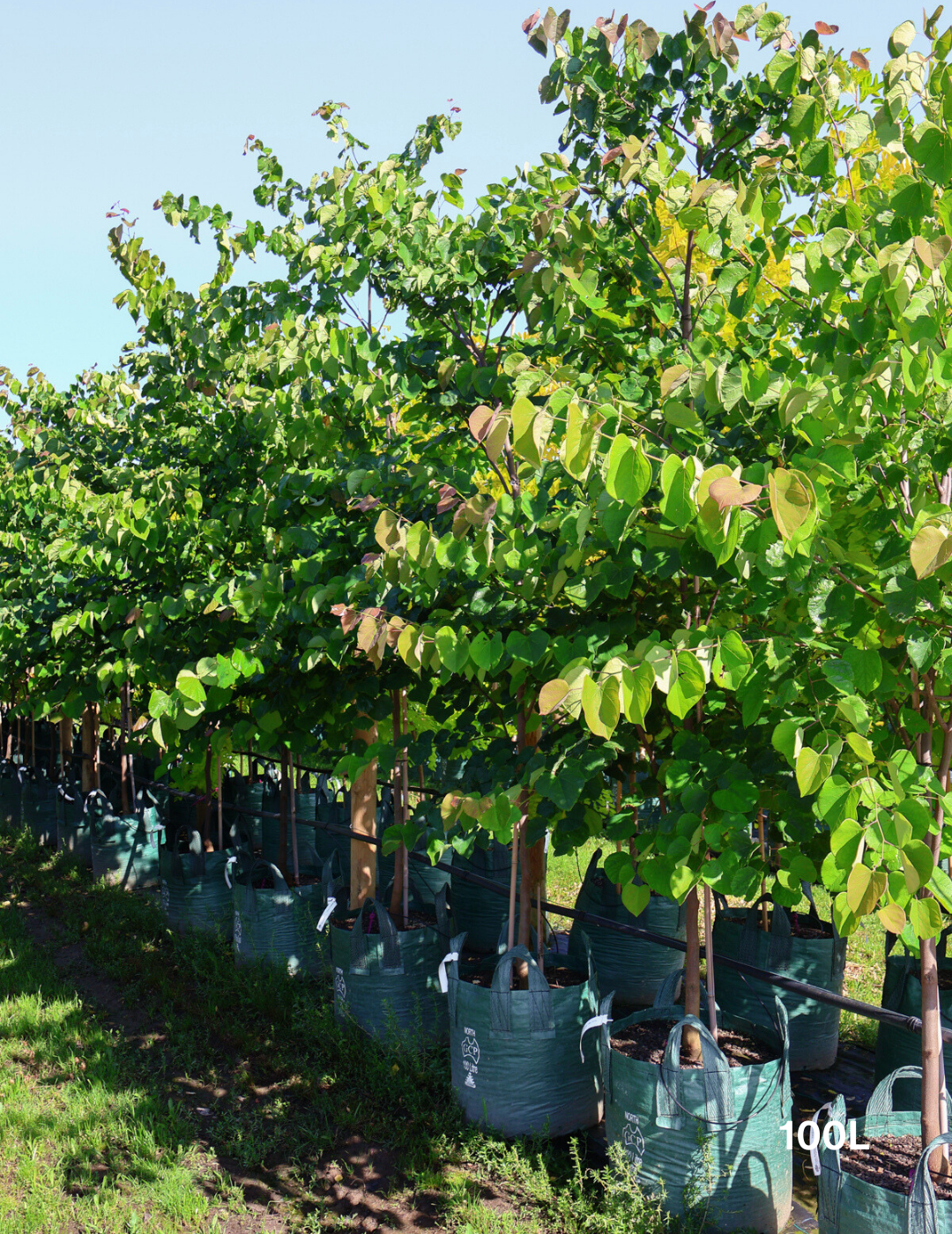 Cercis chinensis 'Avondale'