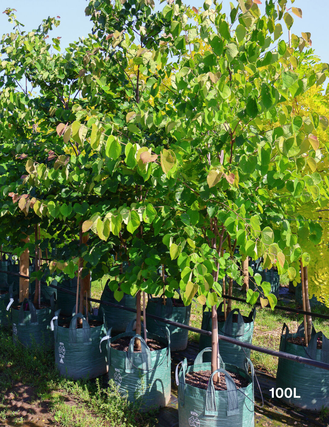 Cercis Chinensis 'Avondale' - Evergreen Trees Direct