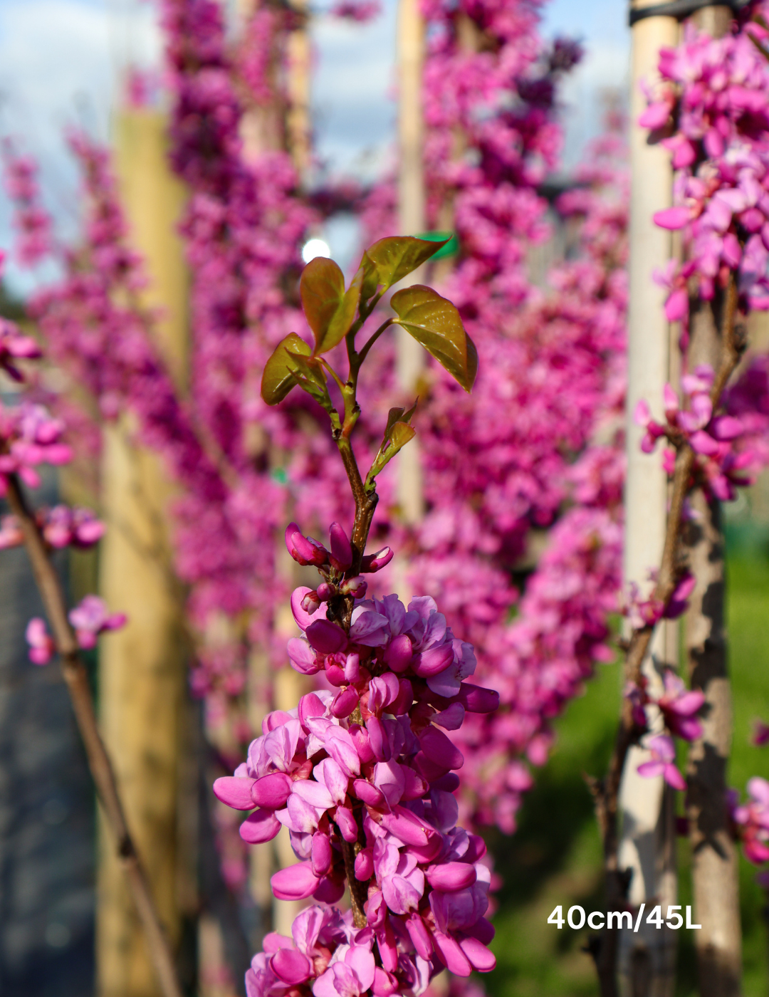 Cercis Chinensis 'Avondale' - Evergreen Trees Direct