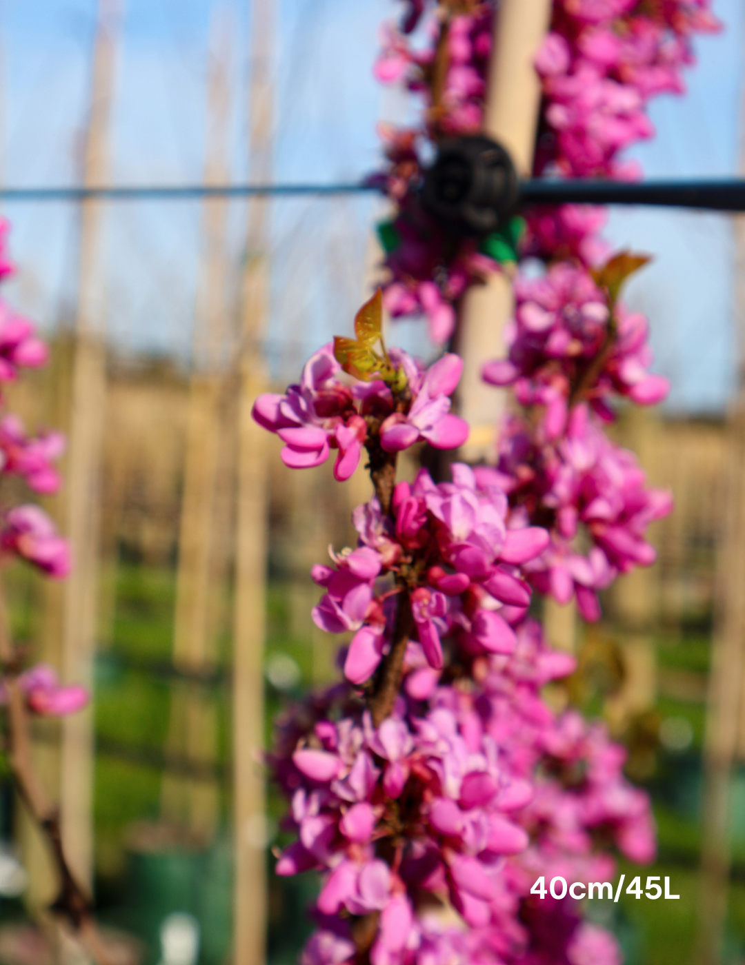 Cercis Chinensis 'Avondale' - Evergreen Trees Direct