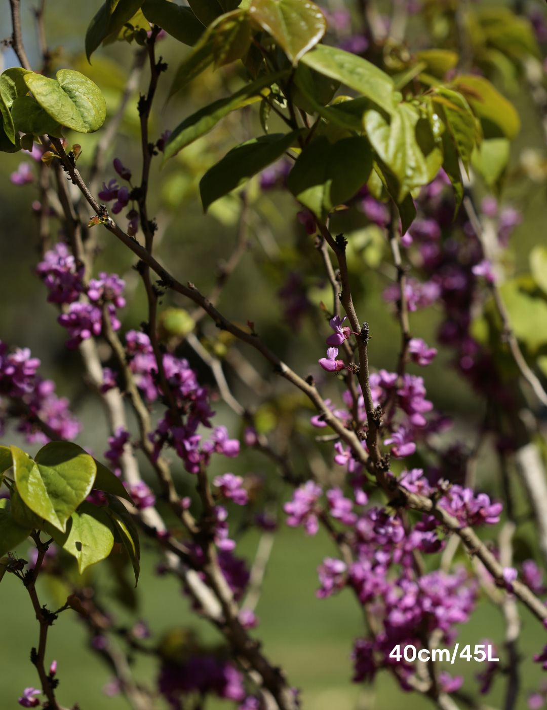 Cercis Chinensis 'Avondale' - Evergreen Trees Direct