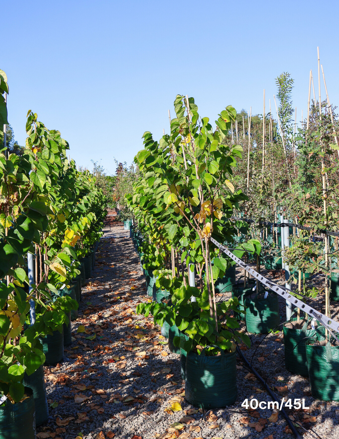 Cercis Chinensis 'Avondale' - Evergreen Trees Direct