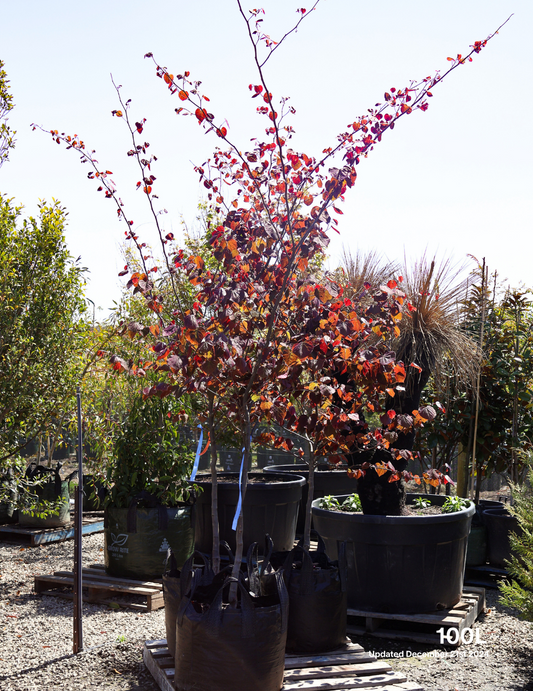 Cercis canadensis 'Forest Pansy'