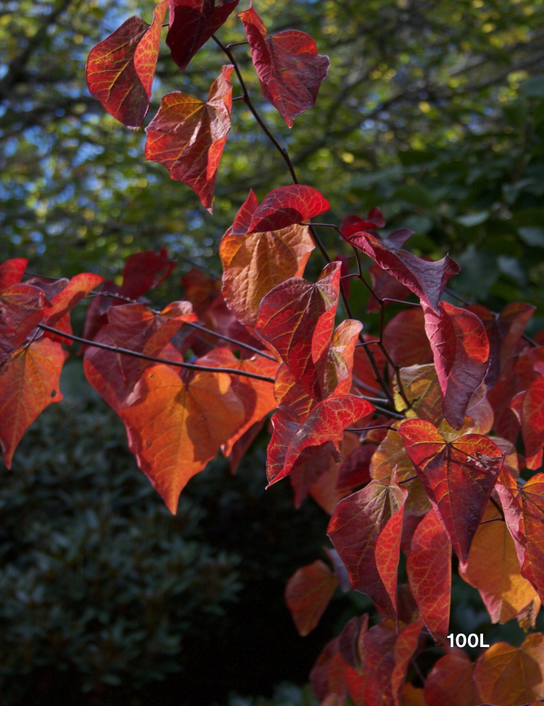 Cercis canadensis 'Forest Pansy' - Evergreen Trees Direct
