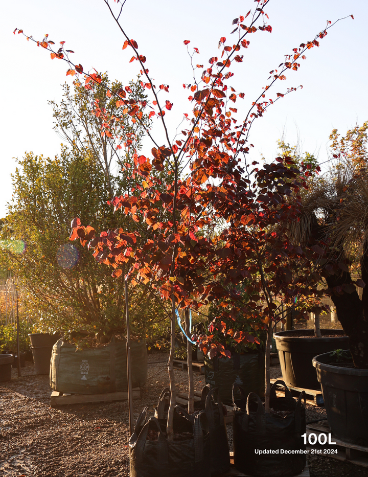 Pog Container Trees Growing Trees in Containers: The Best Varieties and Tips