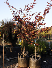 Cercis canadensis 'Forest Pansy' - Evergreen Trees Direct