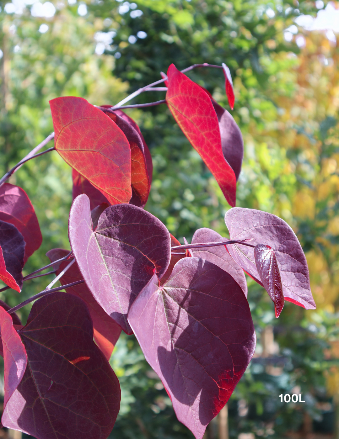 Cercis canadensis 'Forest Pansy' - Evergreen Trees Direct