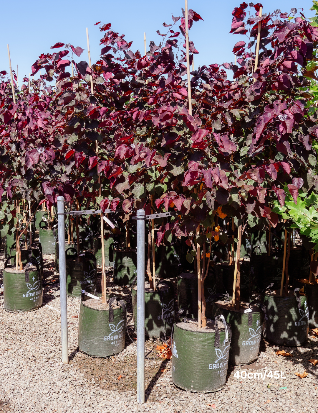 Cercis canadensis 'Forest Pansy' - Evergreen Trees Direct