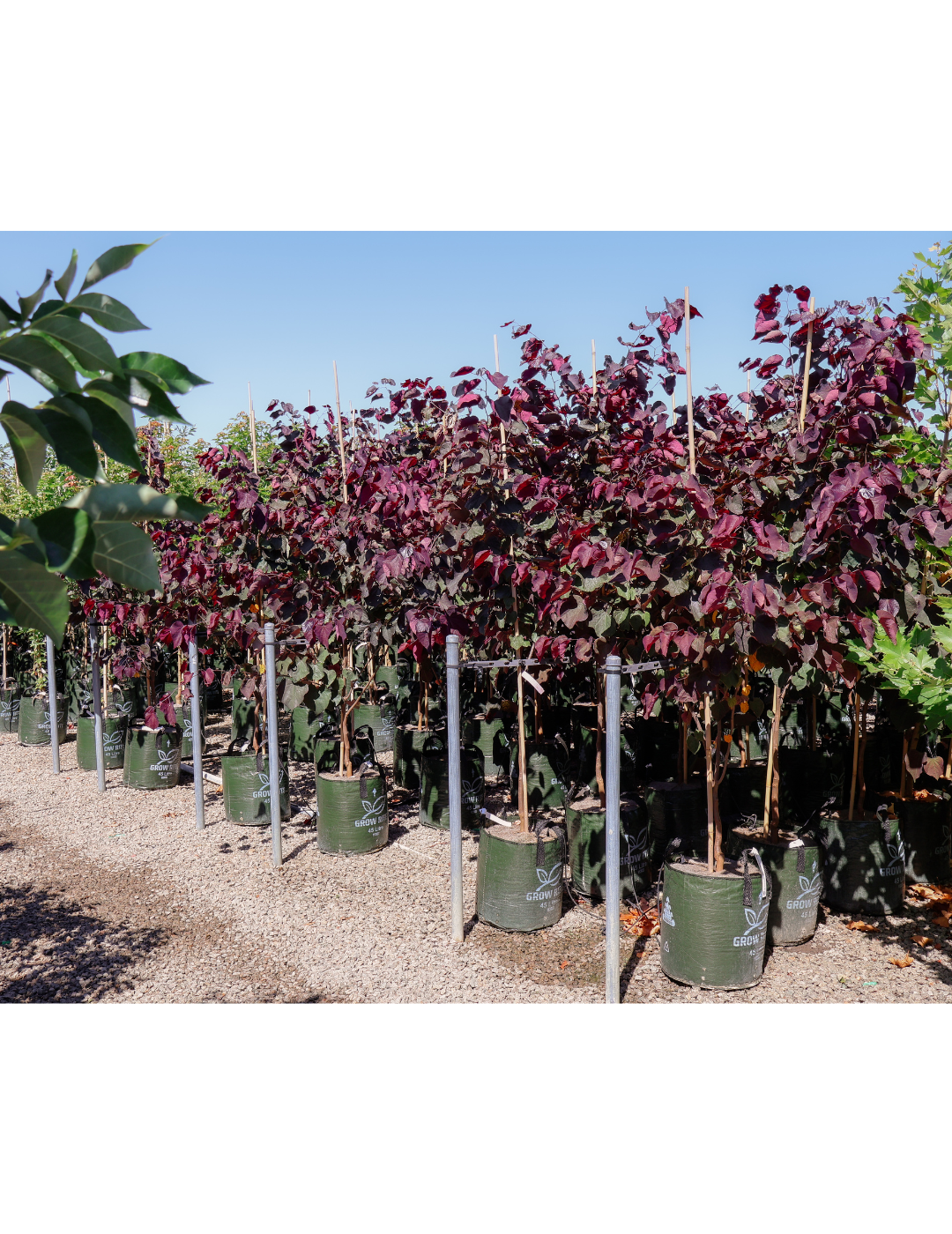 Cercis canadensis 'Forest Pansy' - Evergreen Trees Direct
