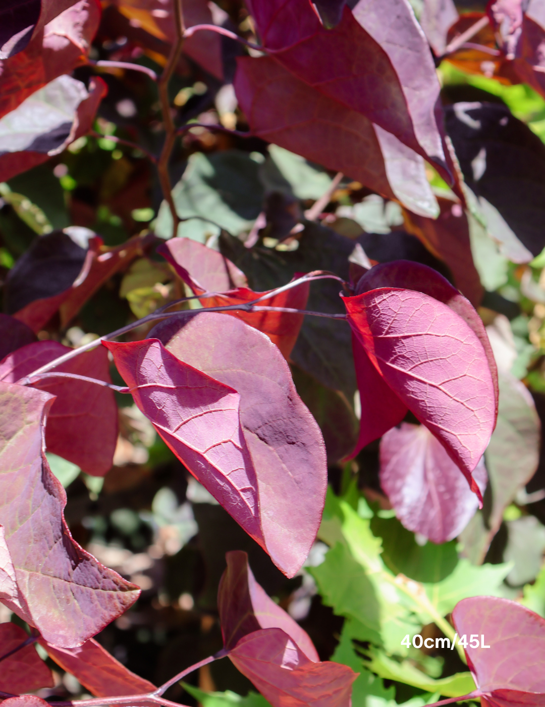 Cercis canadensis 'Forest Pansy' - Evergreen Trees Direct