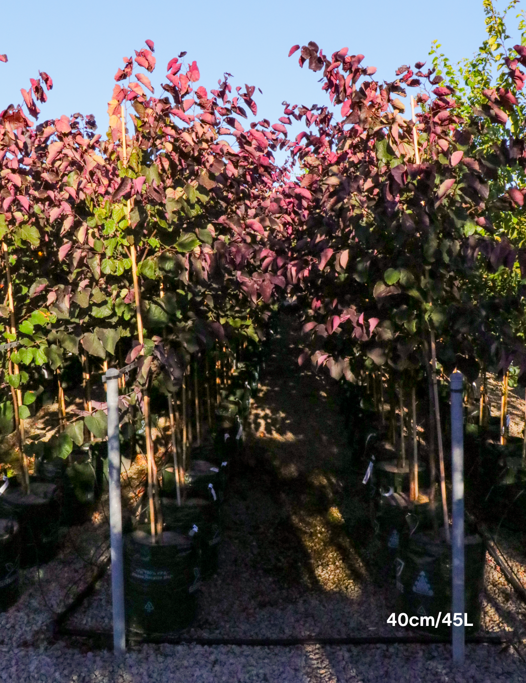 Cercis canadensis 'Forest Pansy' - Evergreen Trees Direct