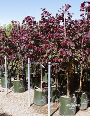 Cercis canadensis 'Forest Pansy' - Evergreen Trees Direct