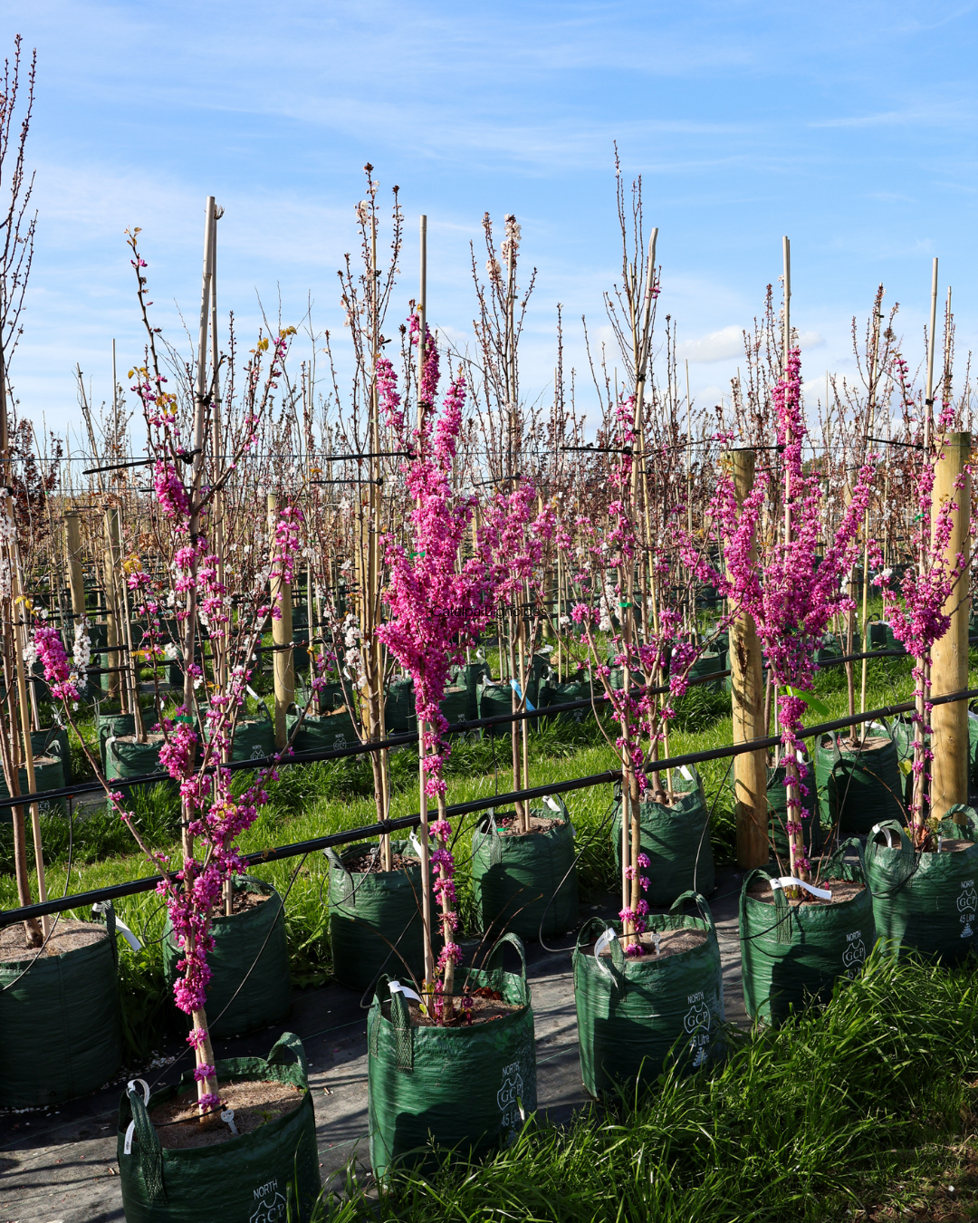Evergreen Trees Direct