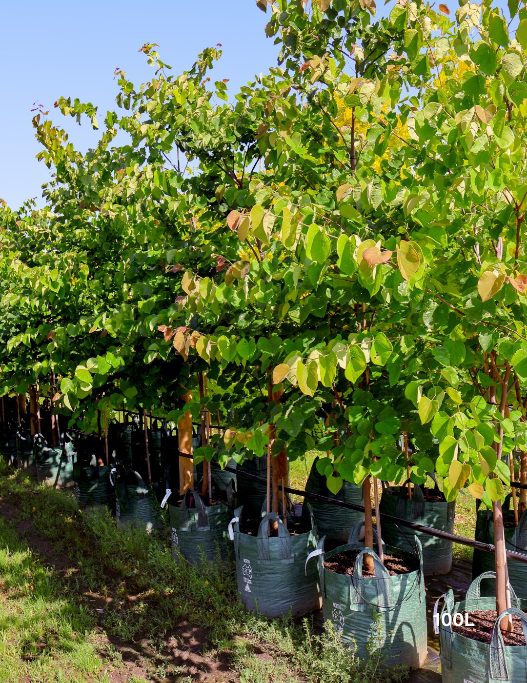Cercis Chinensis - Evergreen Trees Direct
