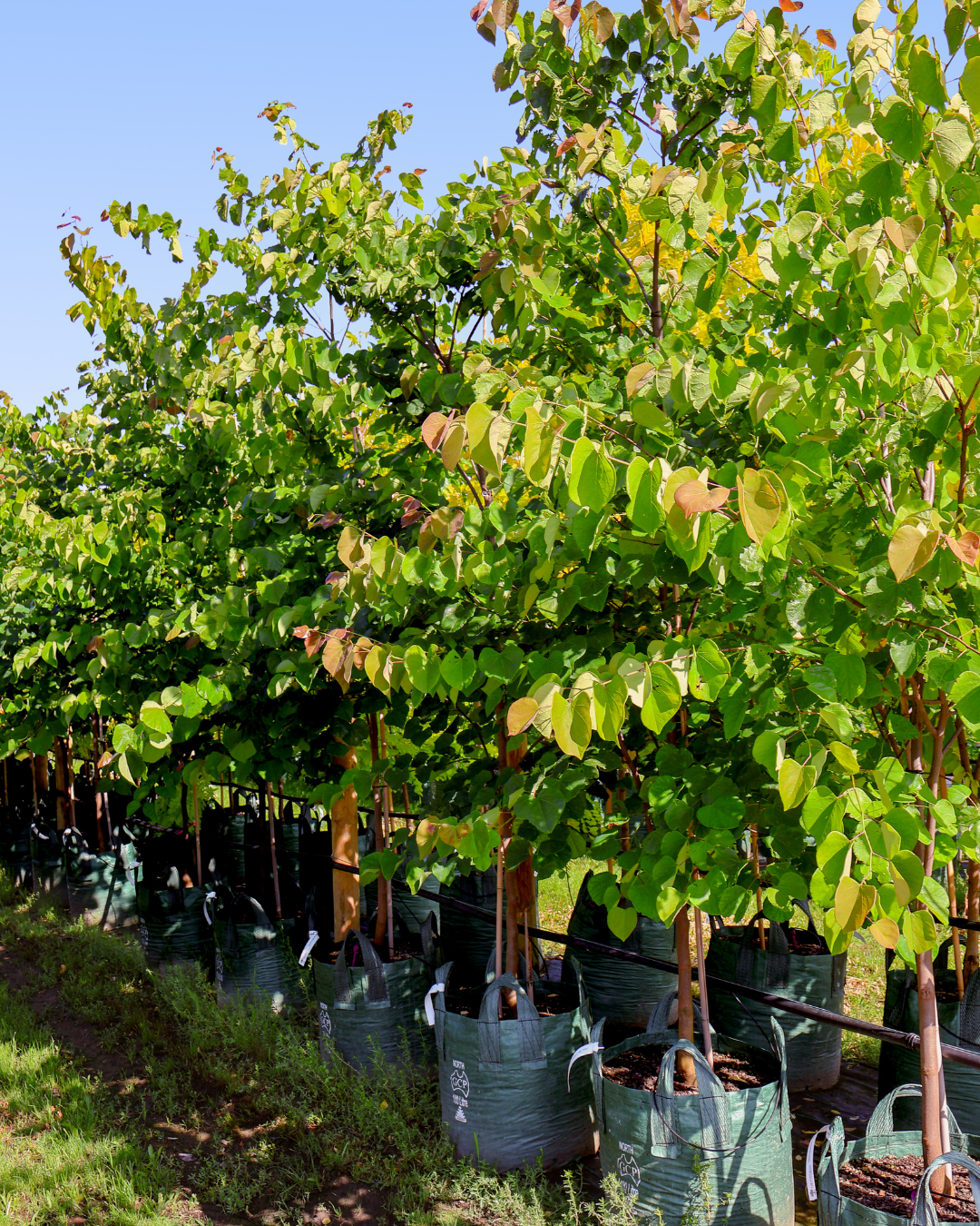 Evergreen Trees Direct