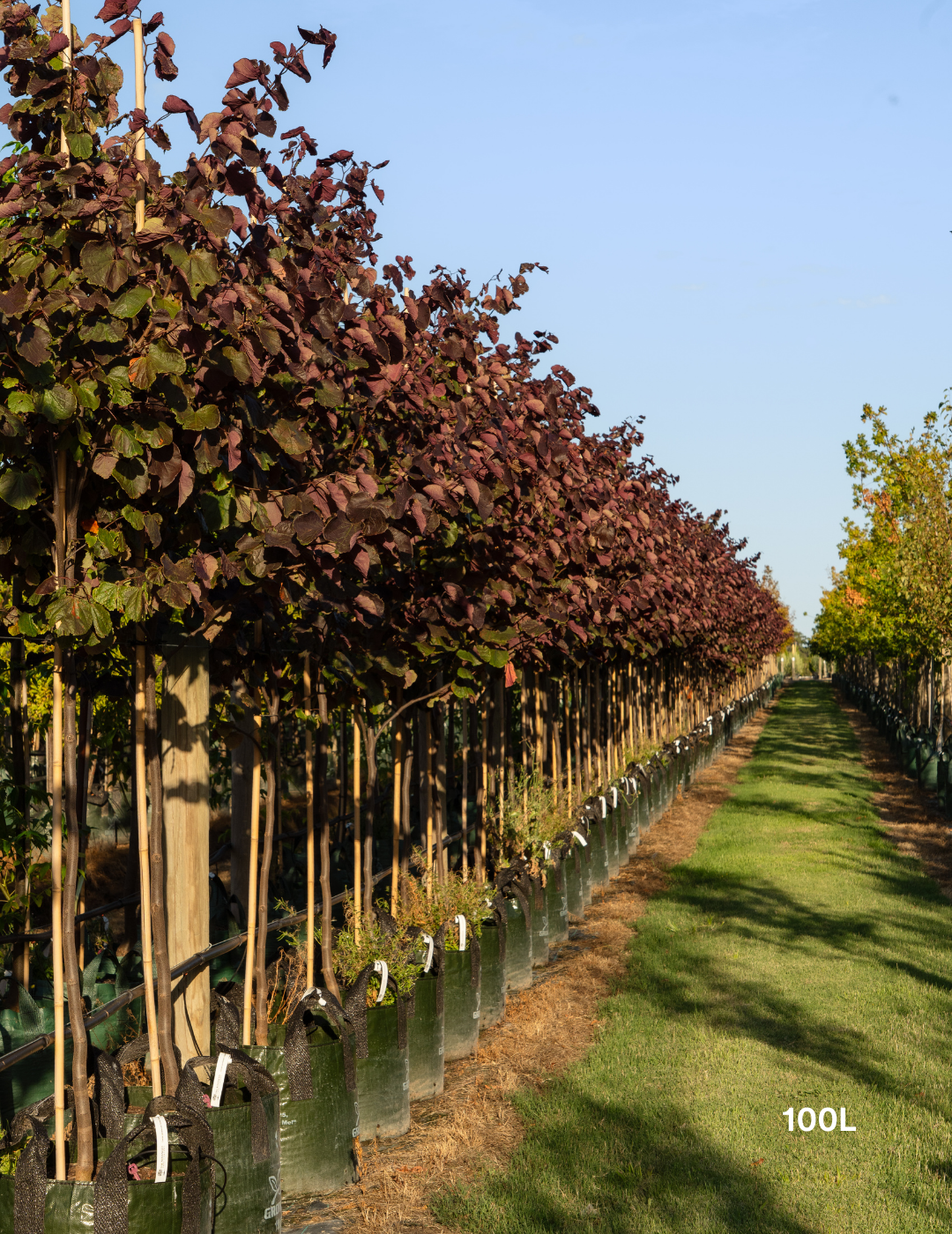Cercis canadensis 'Forest Pansy' - Evergreen Trees Direct