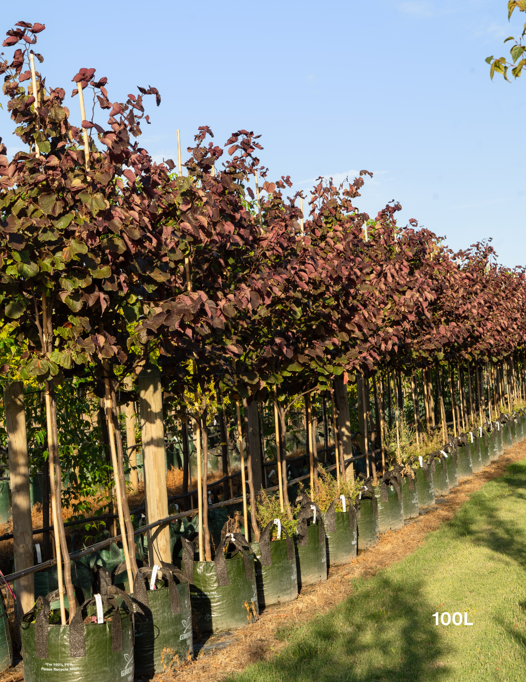 Cercis canadensis 'Forest Pansy'