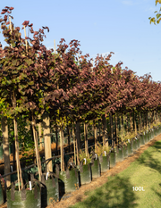 Cercis canadensis 'Forest Pansy' - Evergreen Trees Direct