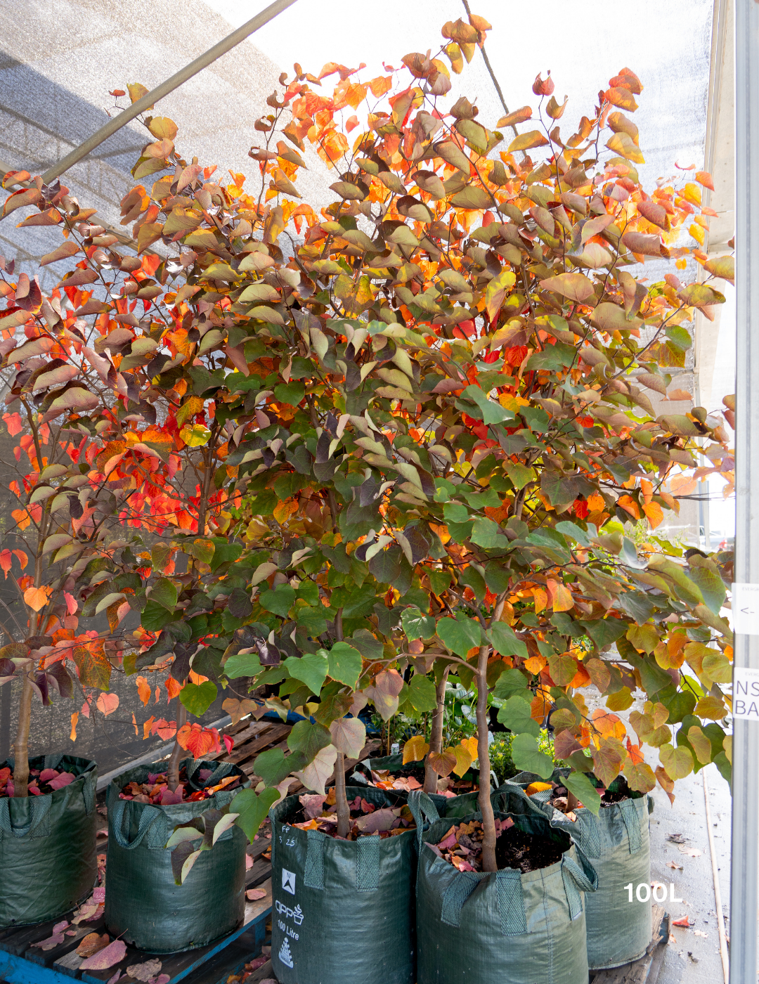 Cercis canadensis 'Forest Pansy' - Evergreen Trees Direct
