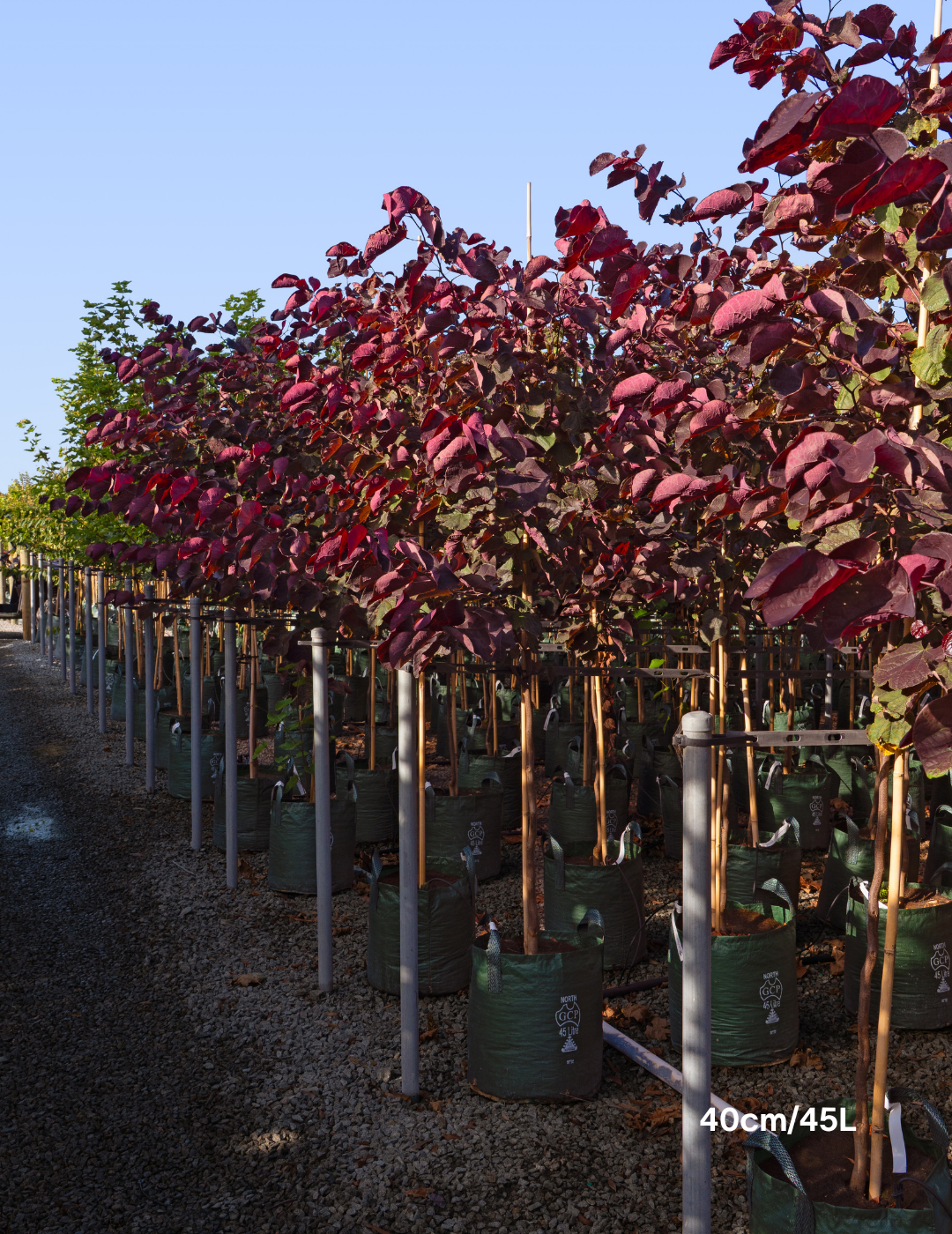 Cercis canadensis 'Forest Pansy'