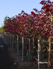 Cercis canadensis 'Forest Pansy'