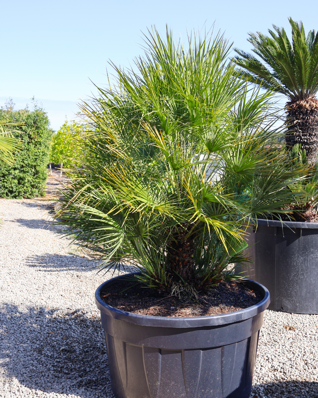 Chamaerops humilis European Fan Palm