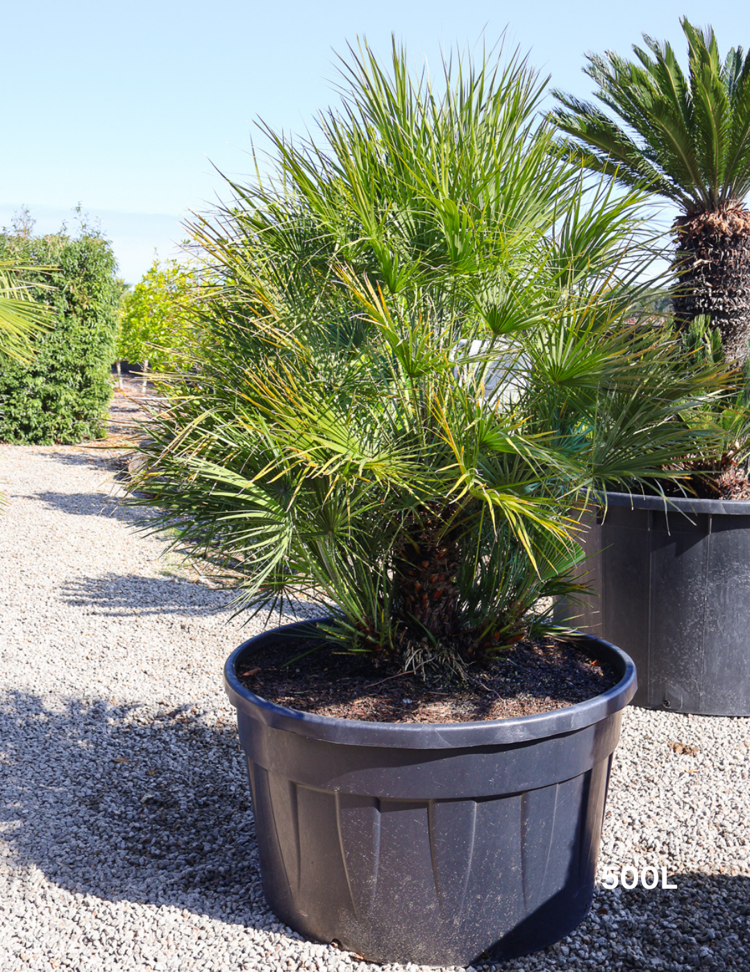 Chamaerops humilis - Evergreen Trees Direct