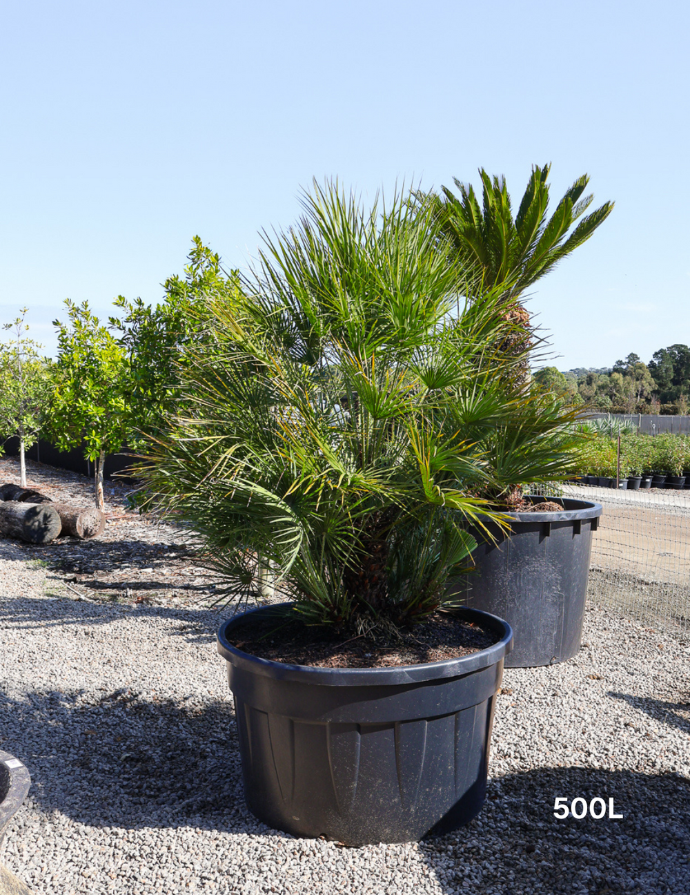Chamaerops humilis European Fan Palm