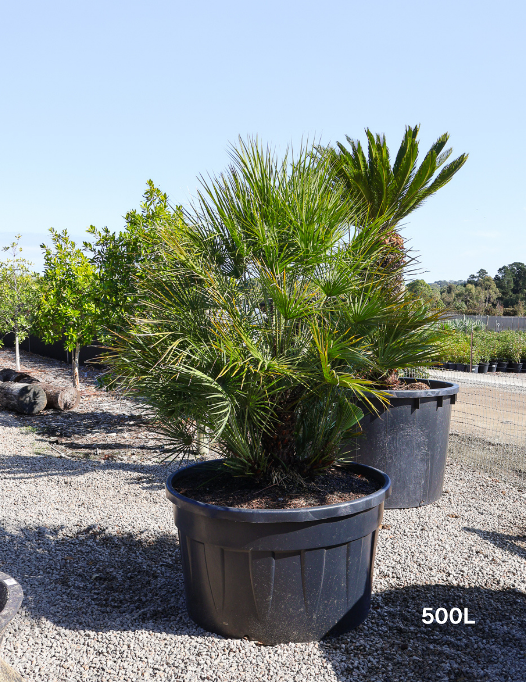 Chamaerops humilis European Fan Palm